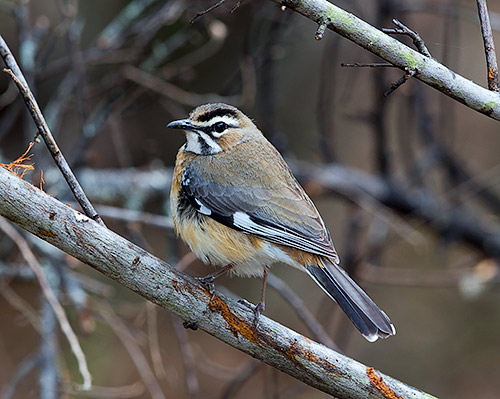 Bearded Scrub-Robin